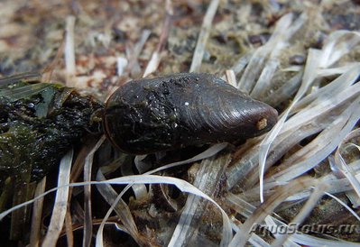 Фото Митилястер полосатый Mytilaster lineatus  (photo#115907)