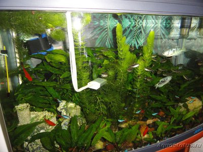 Фото Зависимость люксов от расстояния в аквариуме (photo#116151)