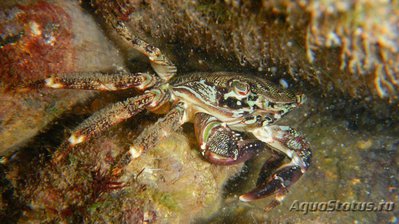 Фото Краб Мраморный Pachygrapsus marmoratus  (photo#116158)