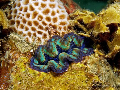 Фото Тридакна Кроцея Tridacna crocea  (photo#116244)