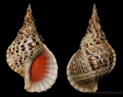 Фото Улитка Рог тритона Charonia tritonis  (photo#116275)