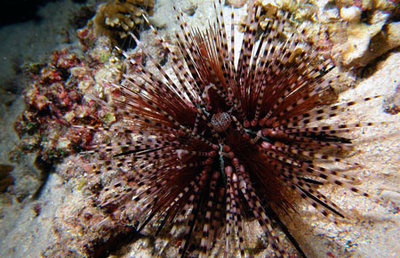 Фото Еж полосатый диадемовый Echinothrix calamari  (photo#116282)