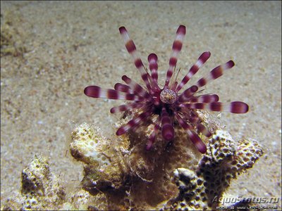 Еж полосатый диадемовый (Echinothrix calamari)