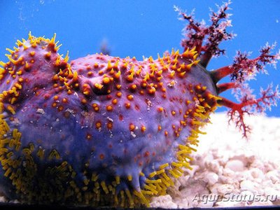 Фото Голотурия, морское яблоко Pseudocolochirus tricolor  (photo#116333)