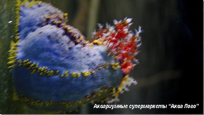 Фото Голотурия, морское яблоко Pseudocolochirus tricolor  (photo#116334)