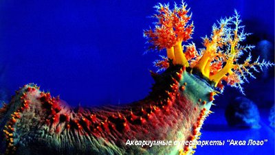 Фото Голотурия, морское яблоко Pseudocolochirus tricolor  (photo#116335)