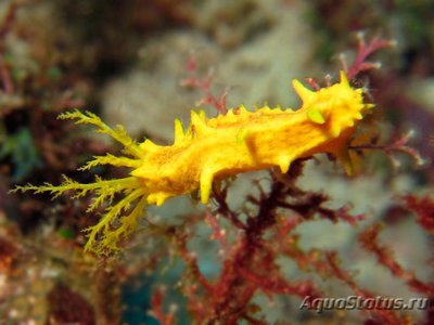 Фото Голотурия желтая, морской огурец желтый Colochirus robustus  (photo#116374)