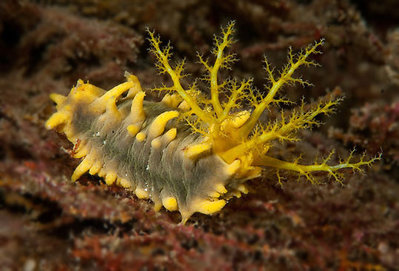 Фото Голотурия желтая, морской огурец желтый Colochirus robustus  (photo#116375)