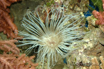 Фото Анемон трубчатый цериантус Tube Anemone  (photo#116506)