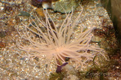 Фото Анемон трубчатый цериантус Tube Anemone  (photo#116507)