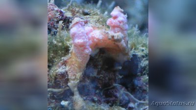 Красный покойник ( Alcyonium palmatum )