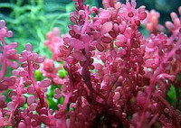 Фото Морская водоросль ,, Каулерпа красный вин­оград ,, Caulerpa race­mosa, Red Grape Algae Plant  (photo#116866)