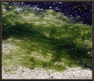 Морская водоросль Enteromorpha flexuosa