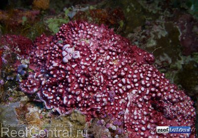 Фото Морская водоросль Coralline (photo#116912)