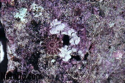 Фото Морская водоросль Coralline (photo#116915)