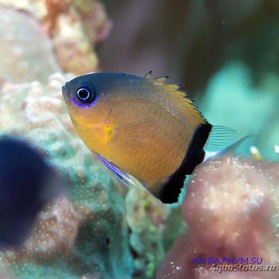 Фото Хромис чернополосый Chromis retrofasciata  (photo#116964)