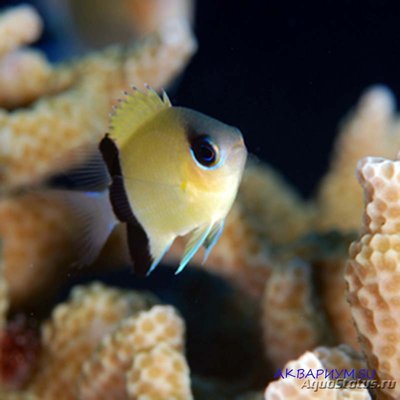 Хромис чернополосый (Chromis retrofasciata)