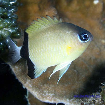 Фото Хромис чернополосый Chromis retrofasciata  (photo#116966)