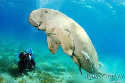 Фотографии необычных водных обитателей