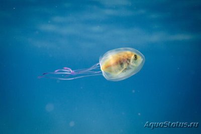 Фотографии необычных водных обитателей