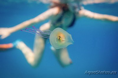 Фотографии необычных водных обитателей