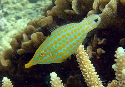 Оксимонакант длиннорылый (Oxymonacanthus longirostris)