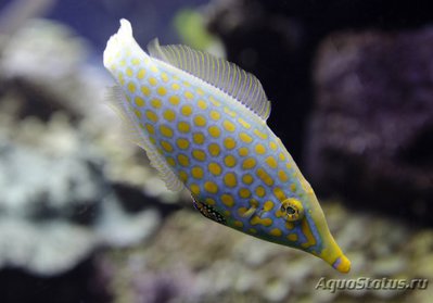 Оксимонакант длиннорылый (Oxymonacanthus longirostris)