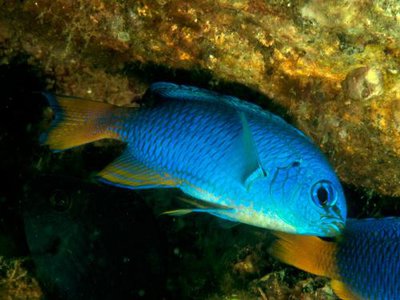 Ласточка неоновая (Pomacentrus coelestis)