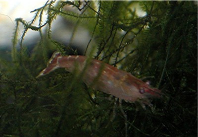 Фото Caridina sp. Midget Black (photo#11740)