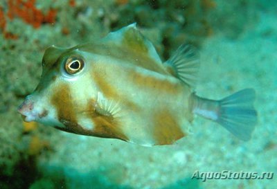 Кузовок горбатый (треугольный) (Tetrosomus gibbosus)