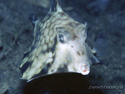 Кузовок горбатый (треугольный) (Tetrosomus gibbosus)