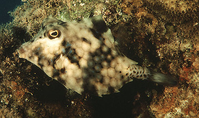 Кузовок горбатый (треугольный) (Tetrosomus gibbosus)