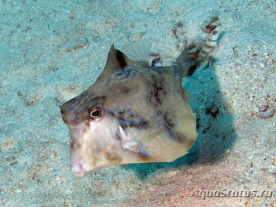 Кузовок горбатый (треугольный) (Tetrosomus gibbosus)