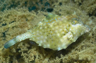 Кузовок горбатый (треугольный) (Tetrosomus gibbosus)