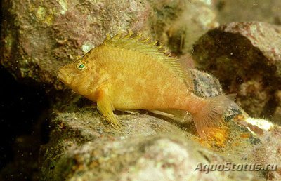 Кудрепёр жёлтый (Cirrhitichthys aureus)