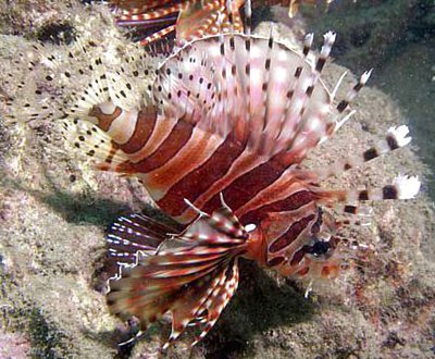 Крылатка-зебра, Карликовая львиная скорпена (Dendrochirus zebra)