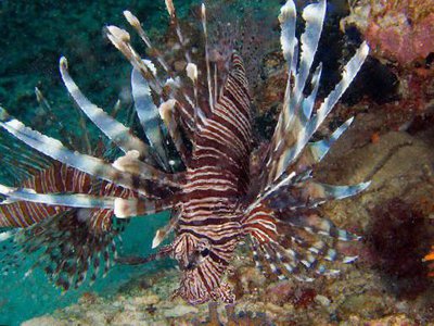 Крылатка русселя (Pterois russelli)