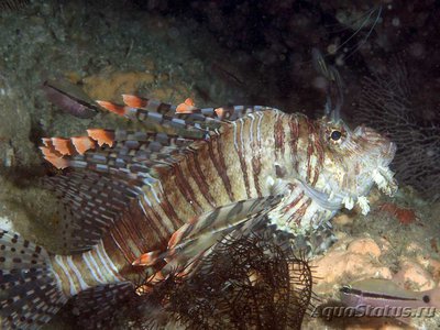 Крылатка русселя (Pterois russelli)