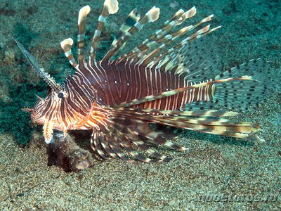 Крылатка русселя (Pterois russelli)