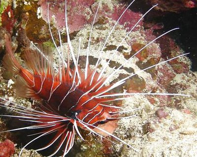 Крылатка радиальная, огненная (Pterois radiata)