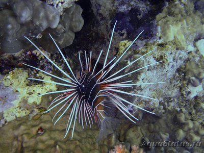 Крылатка радиальная, огненная (Pterois radiata)