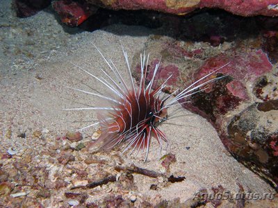 Крылатка радиальная, огненная (Pterois radiata)