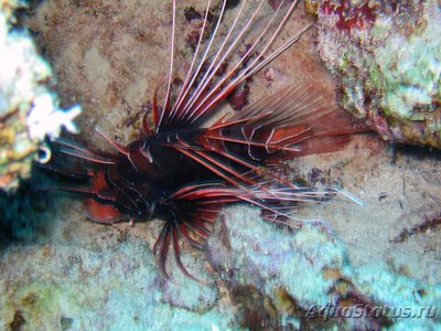 Крылатка радиальная, огненная (Pterois radiata)