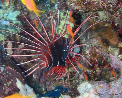 Крылатка радиальная, огненная (Pterois radiata)