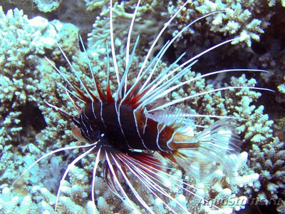 Крылатка радиальная, огненная (Pterois radiata)