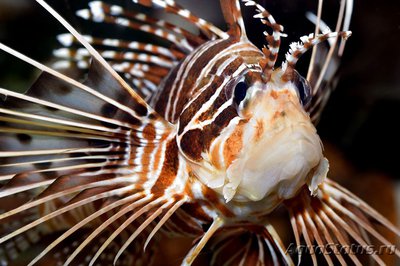 Крылатка радиальная, огненная (Pterois radiata)