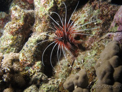 Крылатка радиальная, огненная (Pterois radiata)