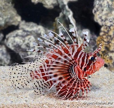 Крылатка момбасская (Pterois mombasae)