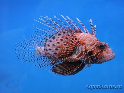 Крылатка момбасская (Pterois mombasae)