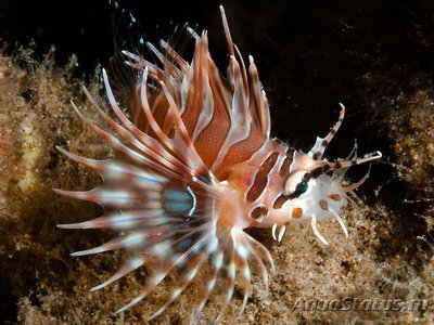 Крылатка лучистая (Pterois antennata)